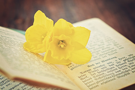 raamat, palveraamatust, vana, religioon, lill, Narcissus, Sulgege