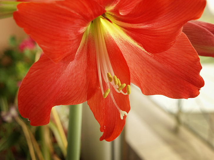 Lily, blomst, makro, rød, bokeh
