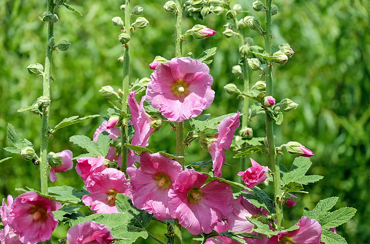 Stock rose, Katost, blomst, blomster, Pink, bud, haven