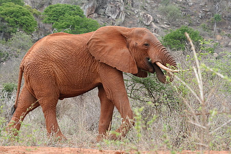 Słoń, Kenia, jedzenie, jedno zwierzę, dzikość, dzikie zwierzęta, zwierząt