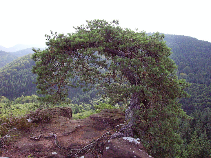 Pine, puu, Pfalzin, hiekka kivi, Rock