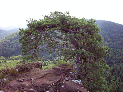 fyrretræ, træ, Pfalz, sand sten, Rock