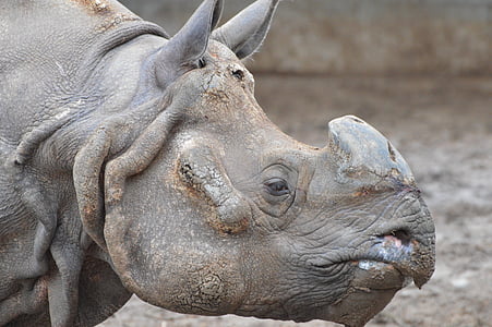 Rinoceronte, animais, jardim zoológico