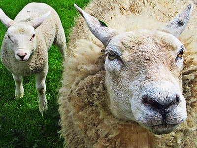 πρόβατα, αρνί, τα αρνιά, ζώα, Λιβάδι, πράσινο, ζώο