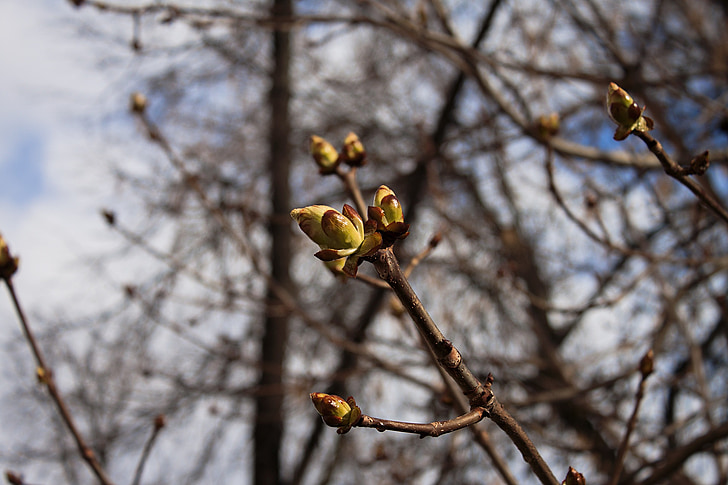 spring, nature, branch