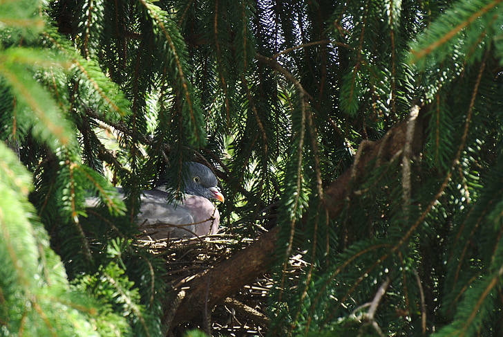 pigeon, dove, nest, fir, breeding