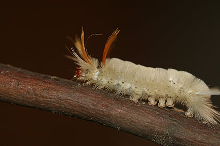 Caterpillar, fuzzy, Wooly, worm, wit, Oranje, macro