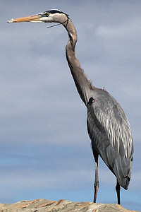 Great blue heron, con chim, lông, nước, động vật, đôi cánh, lớn