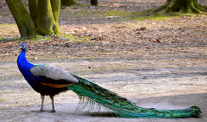 paabulind, Värviline, Blue peacock, sinine, Peacock sulgede, Uhkus, Feather