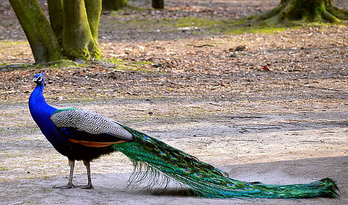 Peacock, värikäs, sininen riikinkukko, sininen, riikinkukon sulkia, ylpeys, sulka