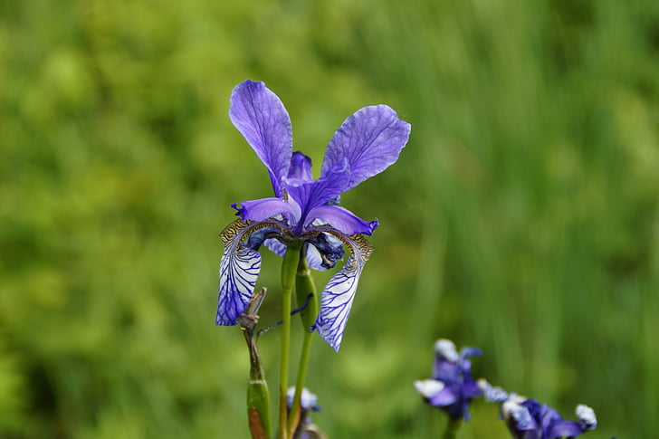 Siberian schwertlilie, Iris, albastru, închide, rar, conservarea naturii, protejate