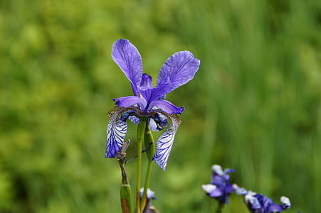 Sibiřské schwertlilie, Iris, modrá, Zavřít, jen zřídka, Ochrana přírody, chráněný