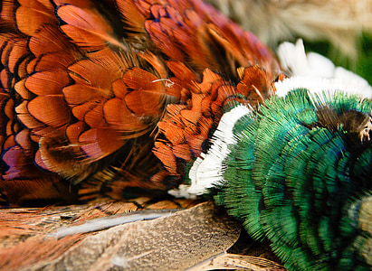 pheasant, cock, game, feathers