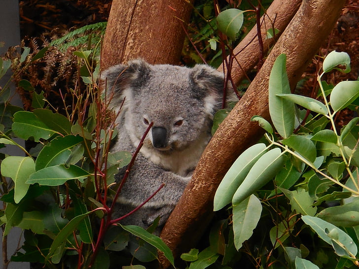 Koala, srčkano, živali, prosto živeče živali, živalski vrt, znak, zabavno