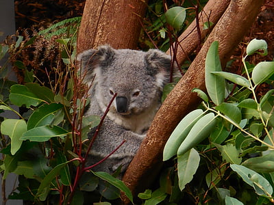 coala, valent, animal, vida silvestre, zoològic, caràcter, diversió