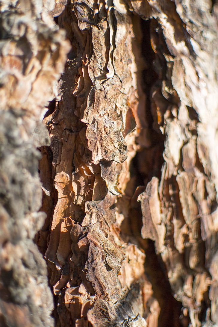 bark, konsistens, Ponderosa, Pine, naturliga, naturen, mönster