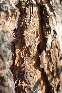 bark, tekstur, Ponderosa, fyrretræ, naturlige, natur, mønster
