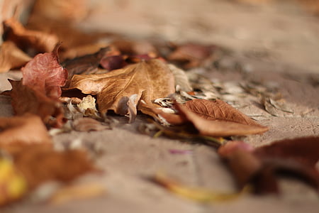 tør, Avar, brun, efterår, humør, baggrund