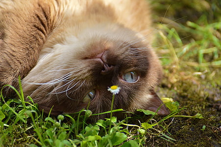 kedi, Britanya ile ilgili stenografi, kürk, kahverengi, bej, şirin, tatlı