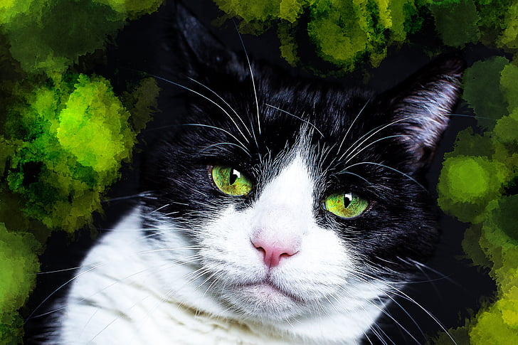 cat, black, white, green, portrait, eyes, whisker