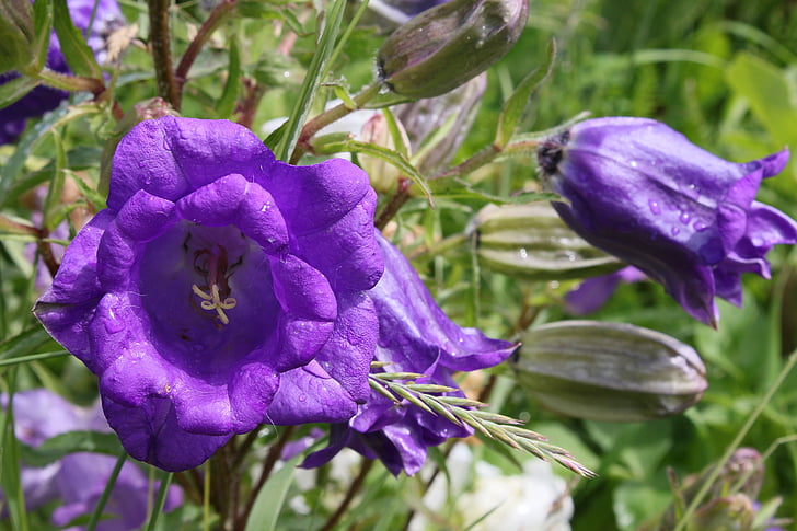 virág, Bluebell, kék, Vadvirág, botanika, közeli kép:, szín