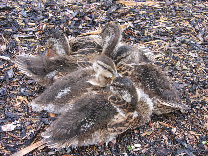 chicks, small, ducks, fluff, hunger