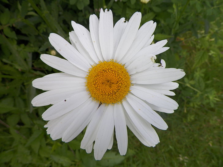 λευκό, Κίτρινο, λουλούδι, φύση, άνοιξη, το καλοκαίρι, φωτεινή