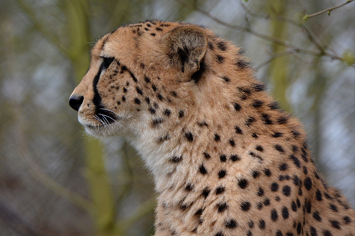 Cheetah, Leopard, dier, Jaguar, hoofd, dieren in het wild, undomesticated kat