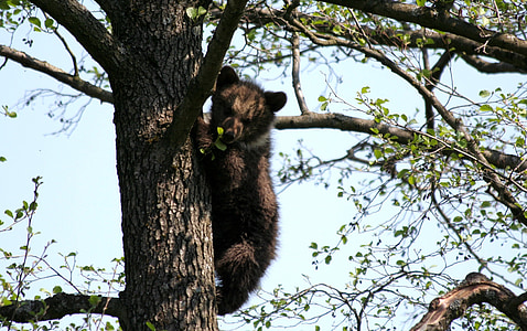 Niedźwiedź, drzewo, ogród zoologiczny, niedźwiedź brunatny, zwierząt, Cozy, wspiąć się