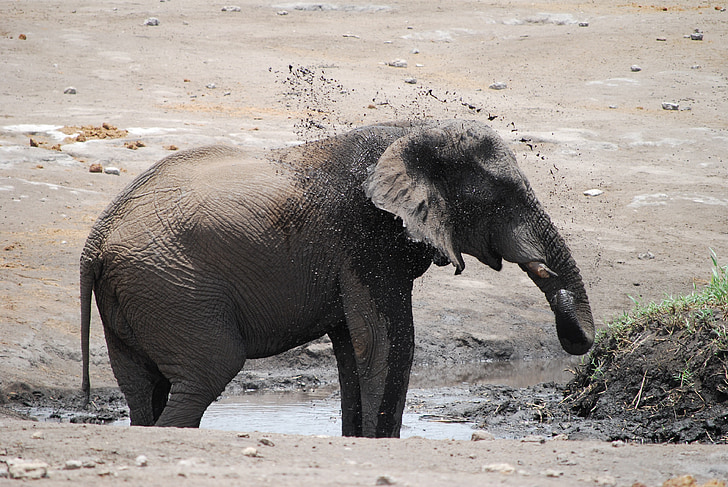 elephant, africa, large, mud, shower, african bush elephant, proboscis