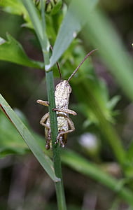 grasshopper, insect, tettigonia viridissima, green, grass, meadow, nature