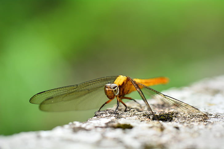 Quentin chong, Zlatý dragonfly, hmyz