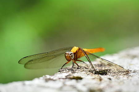 Quentin chong, Golden dragonfly, insekt