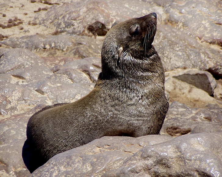 seals, meeresbewohner, animal, sea