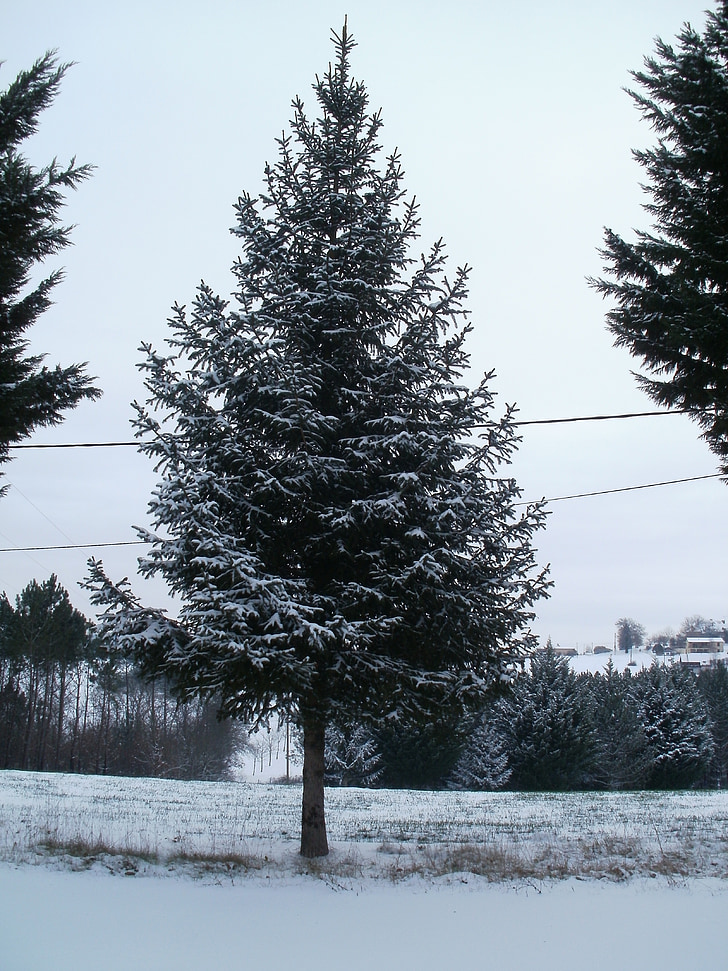 tree, snow, winter, fir, snowy, white, field