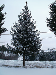 strom, sneh, zimné, jedľa, zasnežené, biela, pole