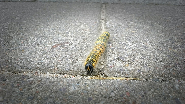 caterpillar, yellow, nature, ground, animal, vignette, close