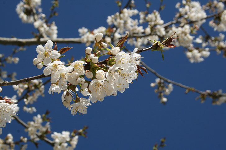 cseresznye, Blossom, Bloom, Sky, tavaszi, fa, cseresznyevirág