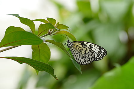бабочка, Весна, Лето, лист, одно животное, насекомое, Животные-темы