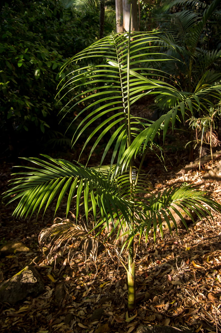 Palma, Bangalow palm, giovani, albero, foresta, Australia, Queensland