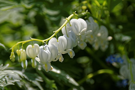cuore di spurgo, bianco, Blossom, Bloom, fiore, herzerlstock, natura