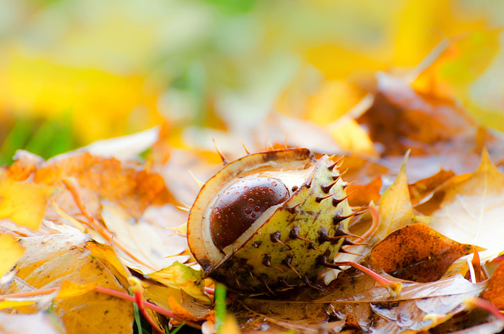 chestnut, daun, daun, latar belakang, rumput, musim gugur, musim
