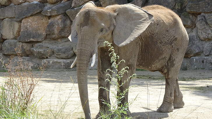 slon, Zoo, Tiergarten schönbrunn