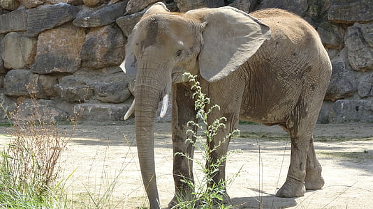 Gajah, kebun binatang, Tiergarten schönbrunn