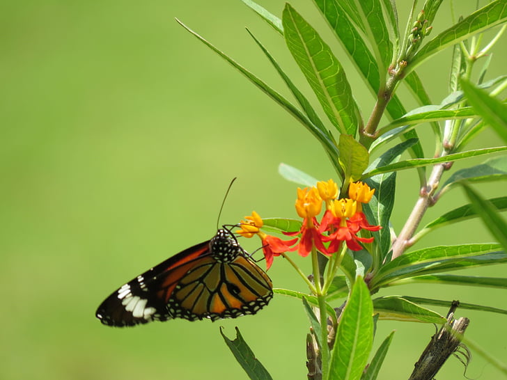 나비, 꽃, 자연, 꽃, 나비 공원, bannerghatta 나비 공원, karnataka