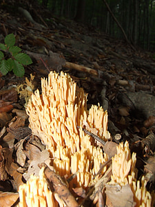houby, Les, Příroda, houbové korály, Buková Hora