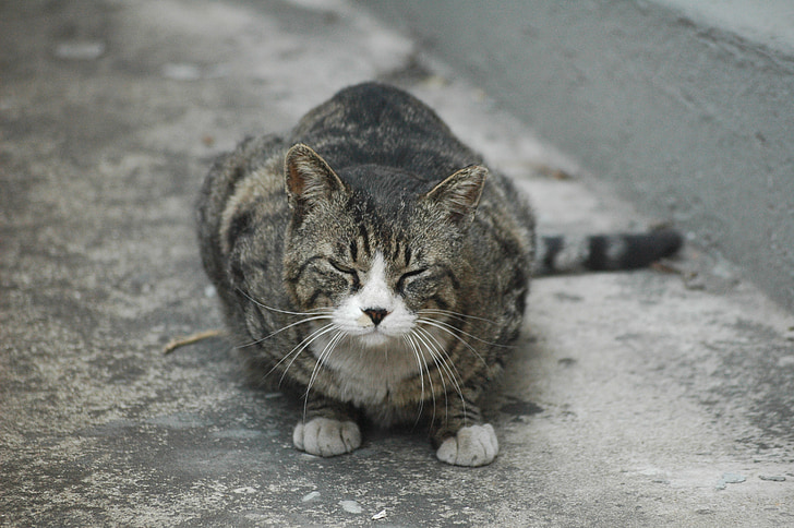 katt, gränd, Street cat