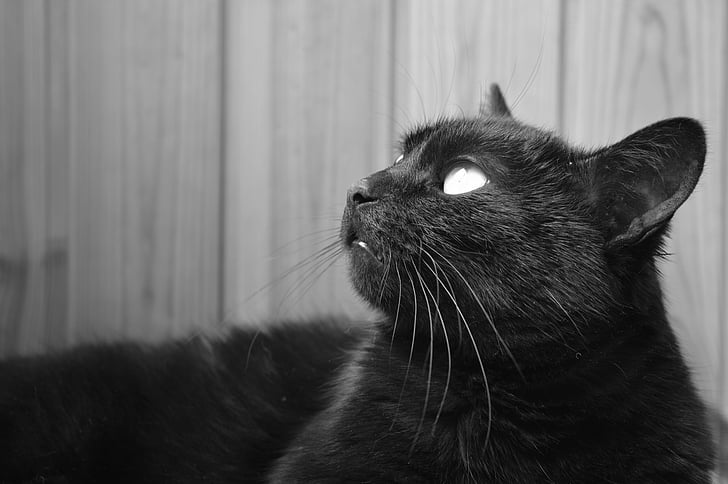 con mèo, mèo đen, chu đáo, vật nuôi, mèo người, màu đen, động vật