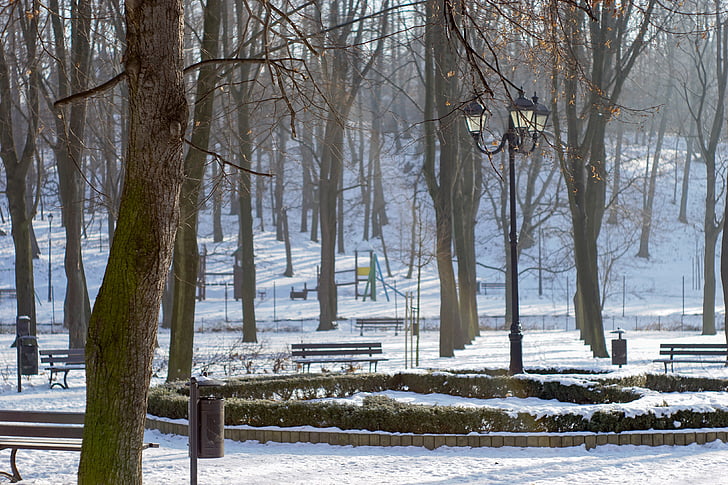 công viên, cây, hẻm, parterre, mùa đông, tuyết, ghế dài