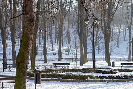 park, tree, alley, parterre, winter, snow, benches